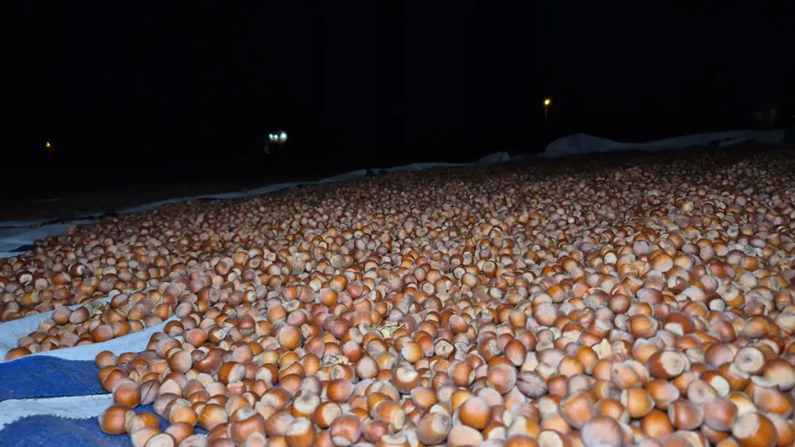 Bölgenin en önemli geçim kaynağı: Hasat bitti, nöbet başladı 3 Bölgenin en önemli geçim kaynağı: Hasat bitti, nöbet başladı 3