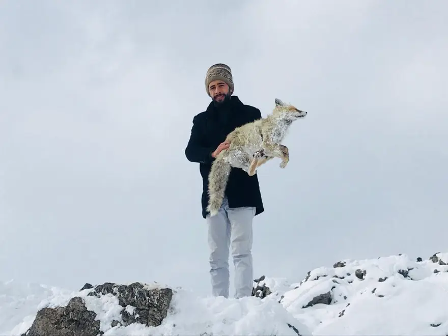 Yiyecek aramaya giden tilki ayakta dondu 