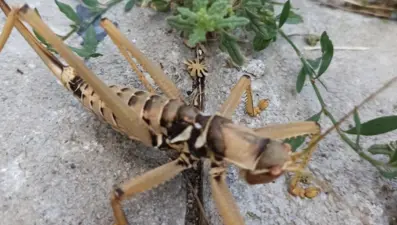 Dev çekirge 'Çağaboğan' Tunceli'de görüntülendi