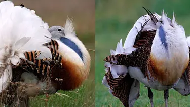 Tehlike altındaki kuş yaralı bulundu