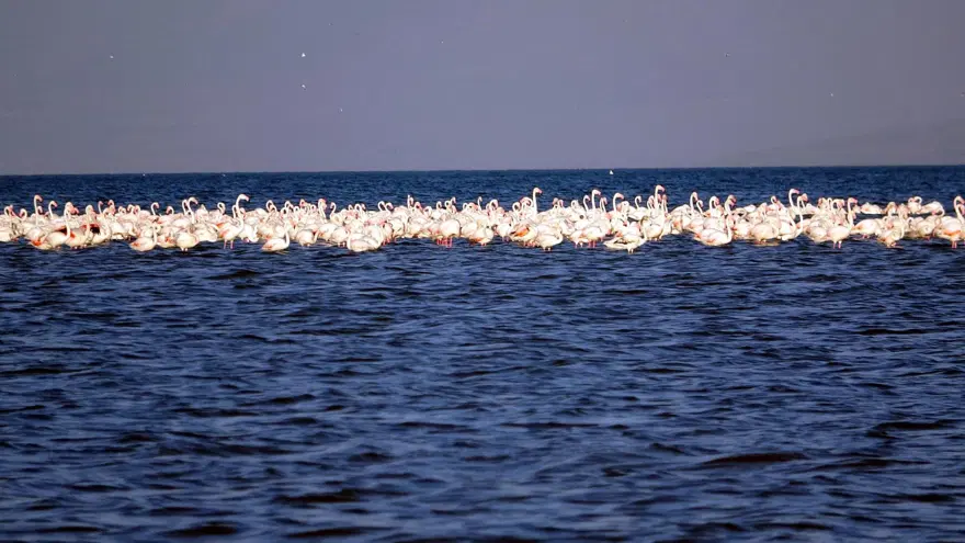 Van Gölü'nde flamingo şöleni 4