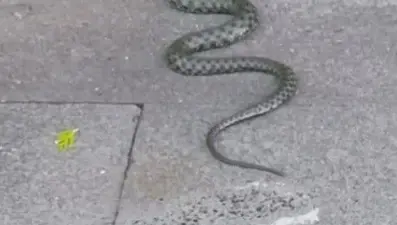 Caddede yılan paniği: Yaklaşık 1 metre uzuluğunda