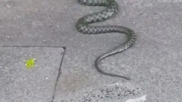 Caddede yılan paniği: Yaklaşık 1 metre uzuluğunda