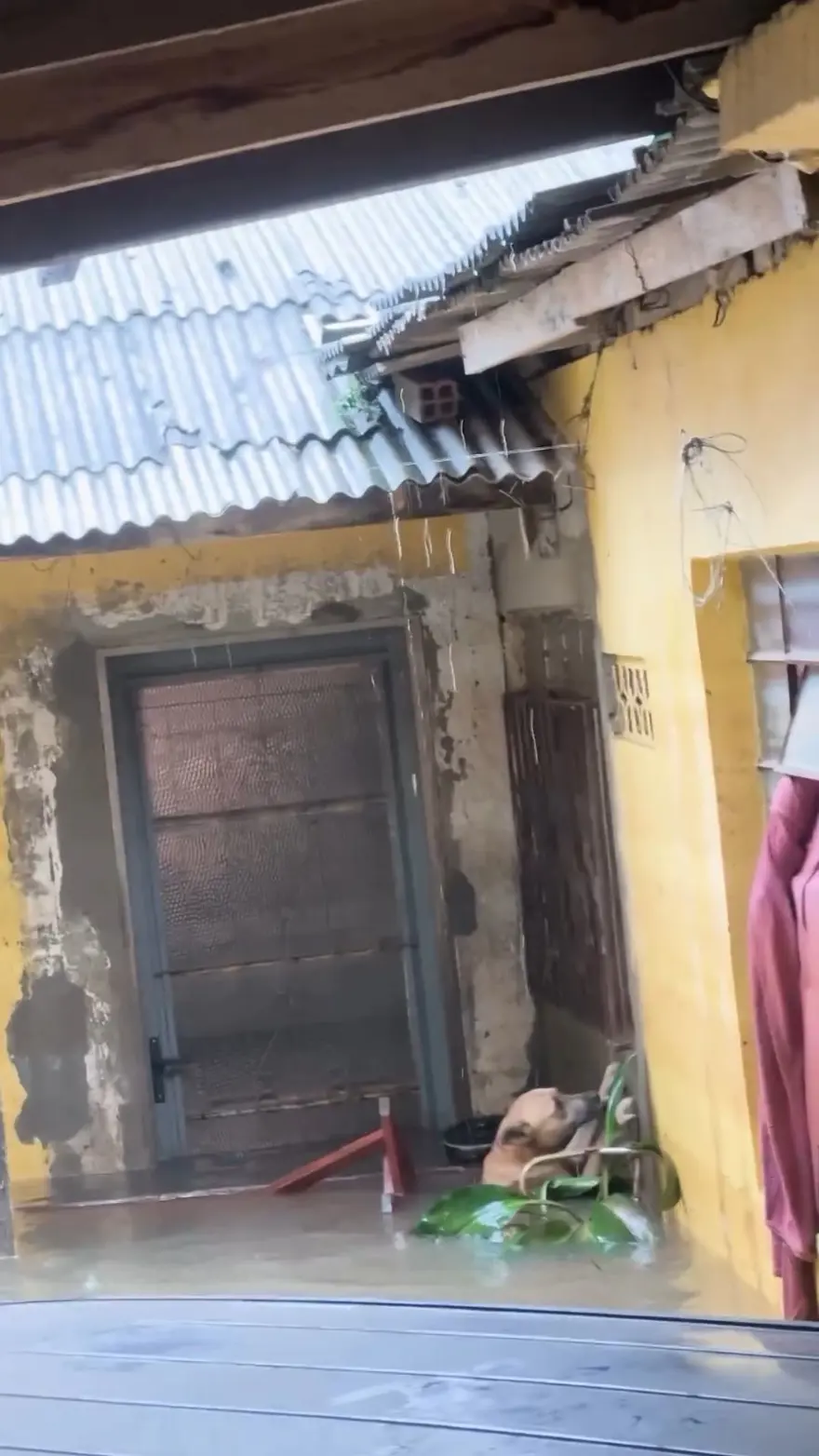 Brezilya'da sel felaketi: Milletvekili ve meclis üyesi, yüzlerce hayvanı selden kurtarıyor 9