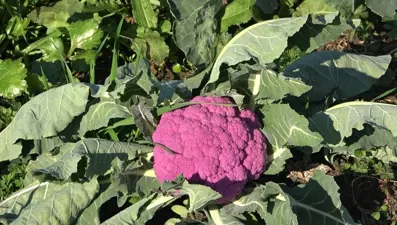 Gören çiçek bahçesi sandı: Rengarenk sebzelerin hasadı yapıldı