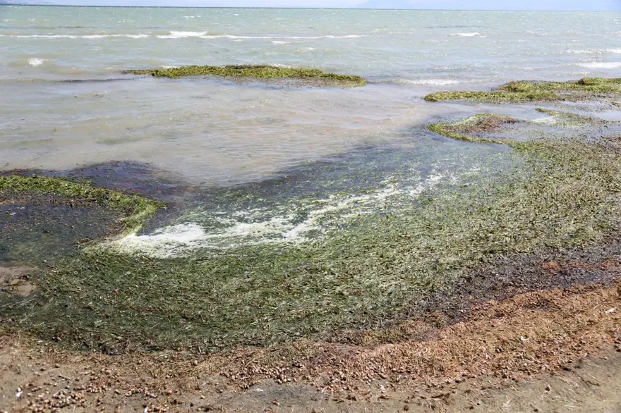 Eğirdir Gölü ölüyor! Kitlesel ölümler başladı 5