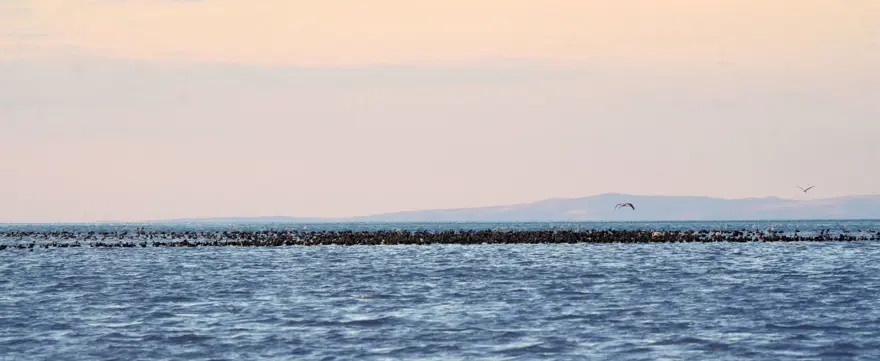 "ALDIĞIMIZ TEDBİRLERLE SAYININ HER YIL ARTIĞINI GÖZLEMLEYECEĞİZ" 5 "ALDIĞIMIZ TEDBİRLERLE SAYININ HER YIL ARTIĞINI GÖZLEMLEYECEĞİZ" 5