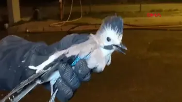 Kurnazlığıyla bilinen çiha kuşu 'oltaya geldi'