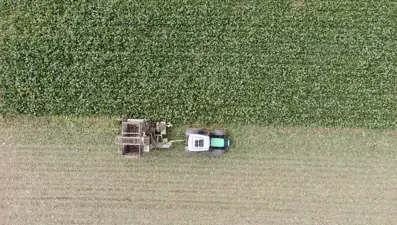 200 dekar alanda üretimi yapılıyor: 5 ton elde edildi