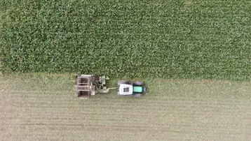 200 dekar alanda üretimi yapılıyor: 5 ton elde edildi