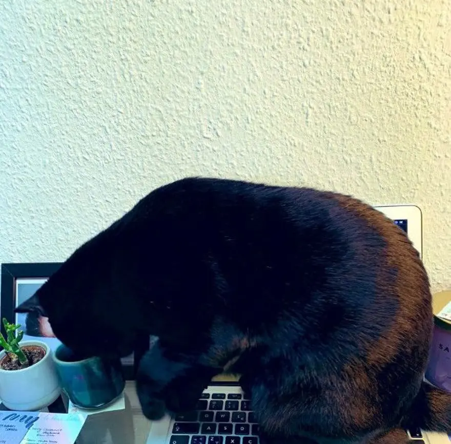 Corona virüs nedeniyle evden çalışma manzaraları 7