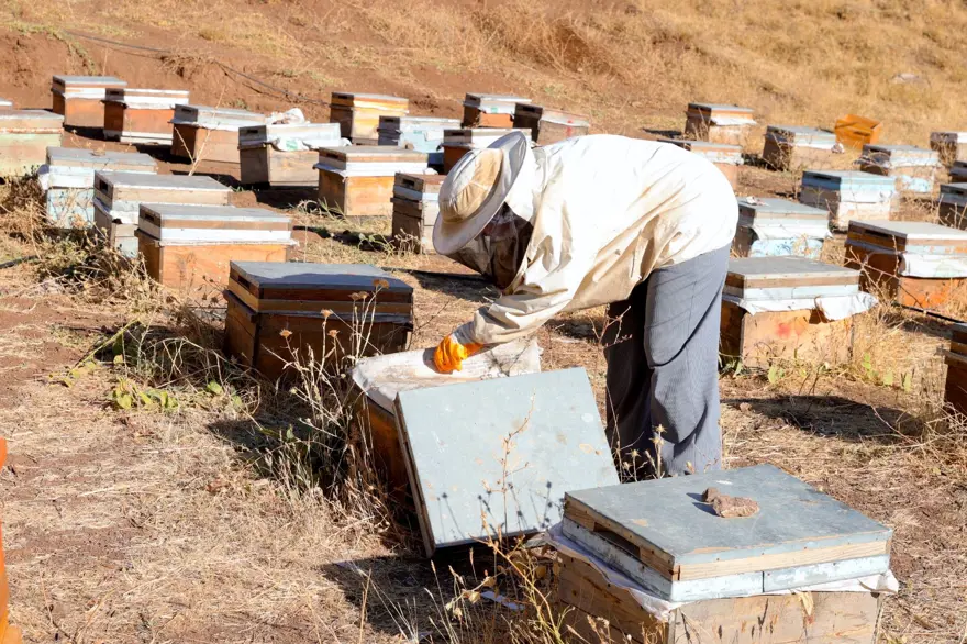 Şehirden köyüne döndü: Bu sezon 1 ton üretti 2