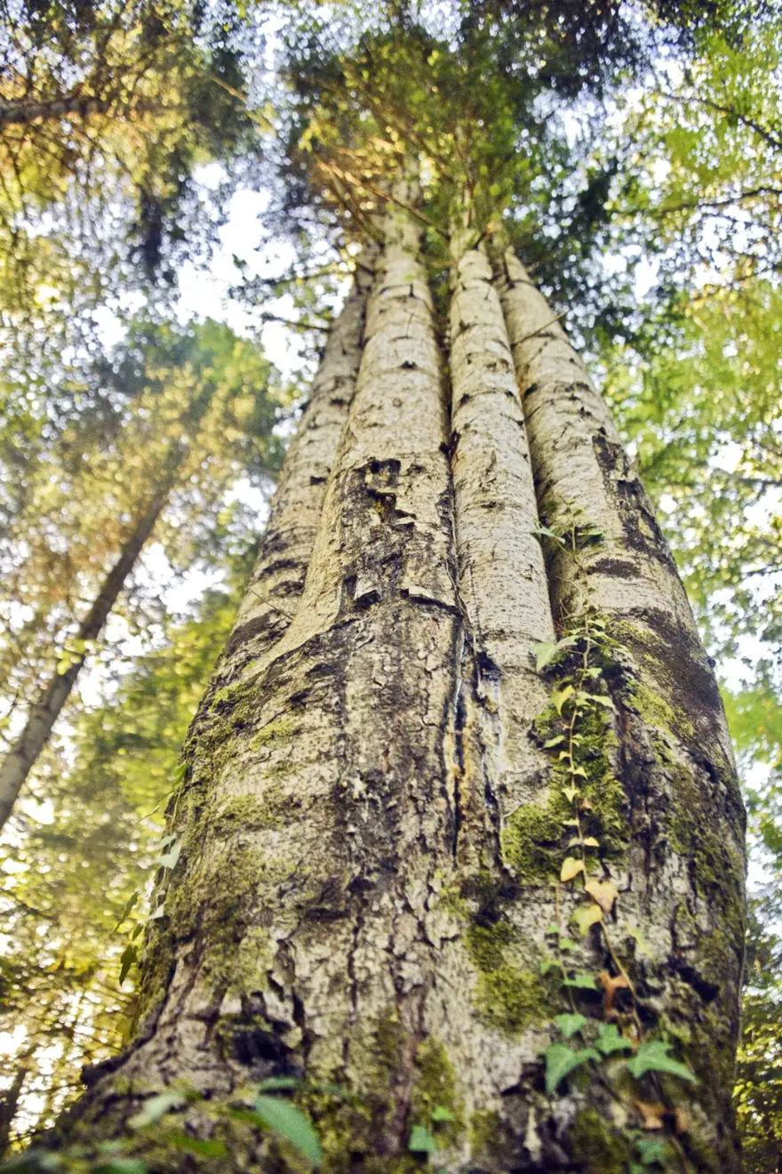 Küre Dağları'nda aynı kökten büyüyen 6 köknar ağacı keşfedildi 3