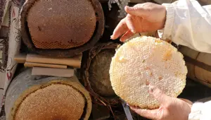 51 yaşında Ata toprağında 2,5 ton üretiyor: Ailesiyle yalnız yaşadığı köyde yapıyor