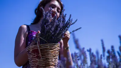 'Mor turizm' lavanta tarlaları pandemiye rağmen 250 bin ziyaretçi ağırladı