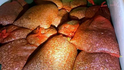 Kaçak avlanan 1,3 ton midye ele geçirildi