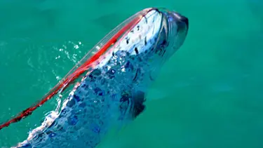 En uzunu bu olabilir!