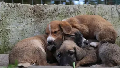 5 hayvan yardım derneğinden 25 milyon liralık vurgun