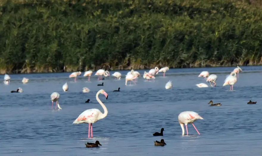 Van Gölü binlerce flamingoya ev sahipliği yapıyor 6