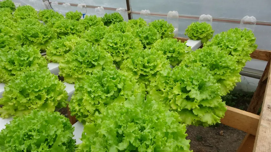 İstanbul'un kalabalığından kaçtı memleketinde topraksız tarıma başladı 1