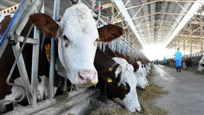 Büyükbaş hayvancılık destekleri belli oldu