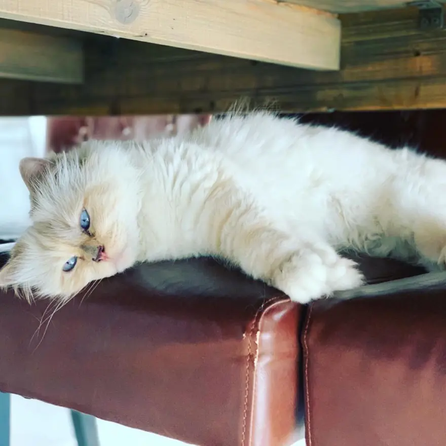 Karl Lagerfeld'in kedisi Choupette mirasın tadını Paris'te çıkarıyor 14 Karl Lagerfeld'in kedisi Choupette mirasın tadını Paris'te çıkarıyor 14