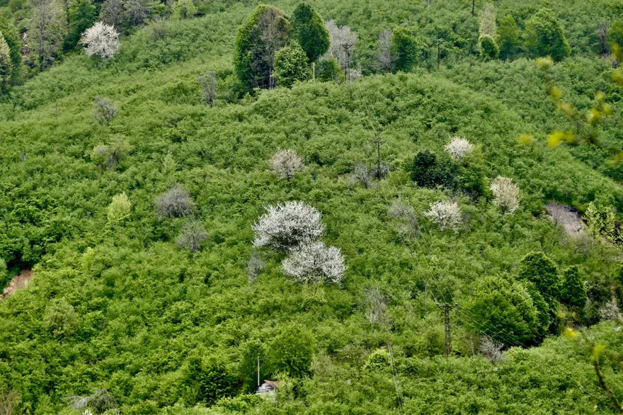 İlkbaharla canlanan Maden Deresi doğaseverleri bekliyor 8