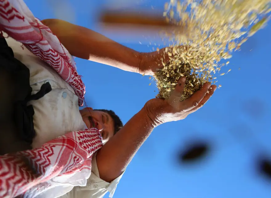 6 milyon lira maliyeti var: Hasadı 2 hafta sürecek 6