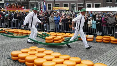 Hollanda'daki geleneksel peynir festivalinden renkli görüntüler