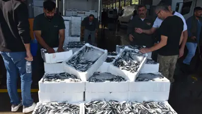 Tezgahlarda hamsi bolluğu: Kilosu 75 TL