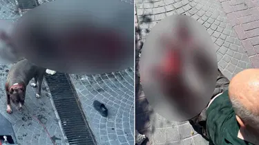 Bakırköy'de pitbull dehşeti: Köpeğin sahipleri yakalandı