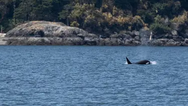 Vahşi doğada bir ilk: Katil balinalar, insanlarla yemeklerini paylaştı