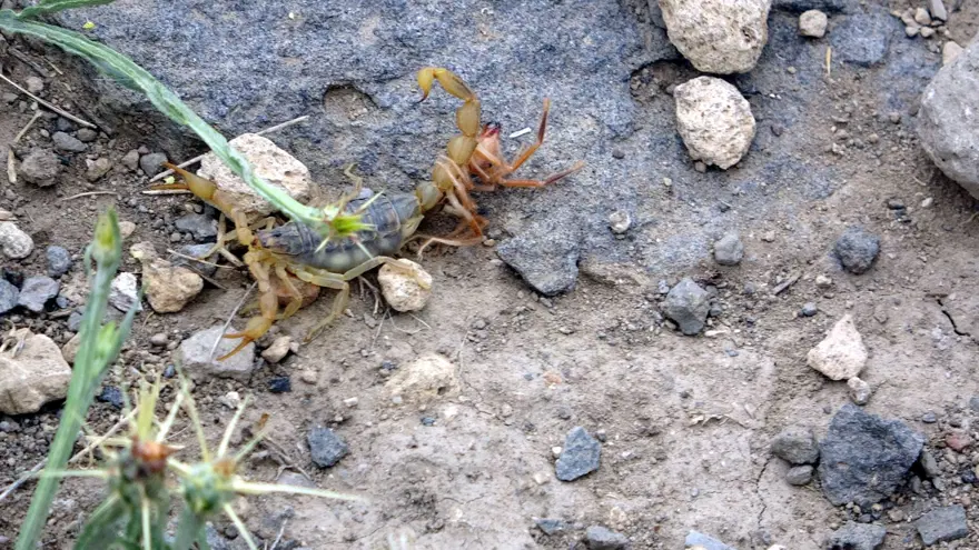 Van'da bir mahallede akrep istilası 8