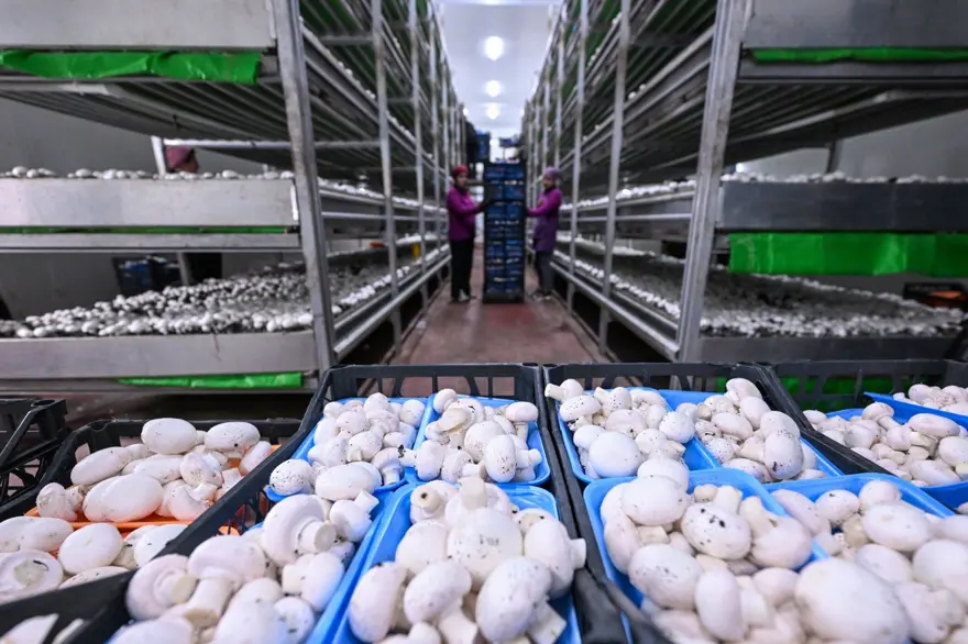 Sadece kadınlar çalışıyor: Günde 3 ton üretim ile 48 ilin ihtiyacını karşılıyorlar 