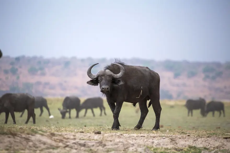 CHOBE ULUSAL PARKI 12
