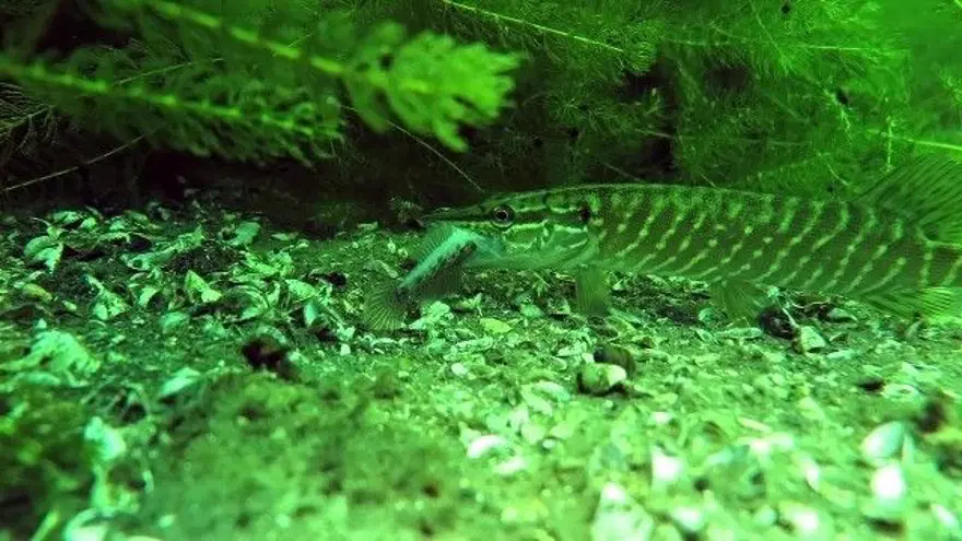 Sapanca Gölü can çekişiyor 14 Sapanca Gölü can çekişiyor 14