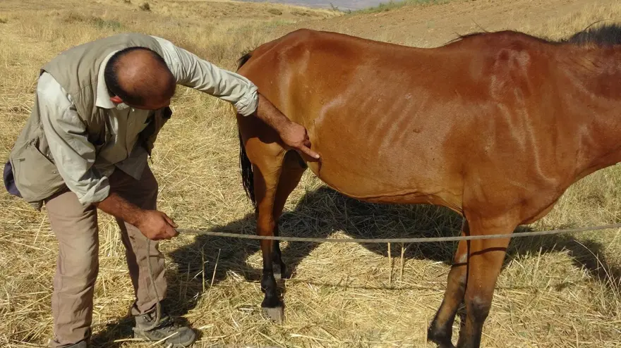 Batman'da ata tüfekli saldırı (Vücudundan 18 saçma çıktı) 7