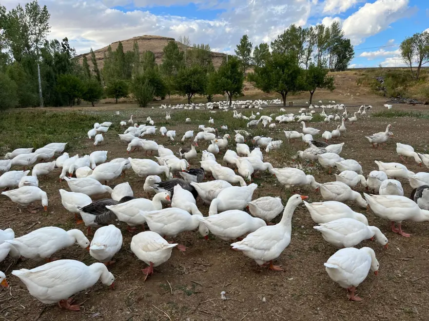 "KAZLARIMI BESİYE ALDIM" 1 "KAZLARIMI BESİYE ALDIM" 1