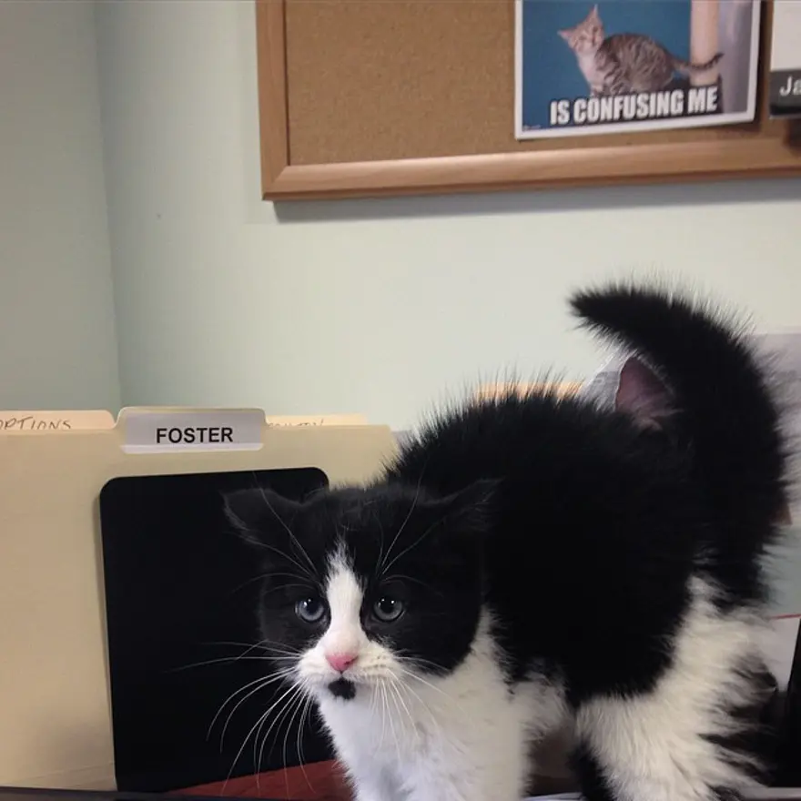 Hayatını kedileri kurtarmaya adadı 125