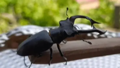 Yöre halkı "boynuzlu karınca" diyor: Geyik böceğini öldürmenin cezası var