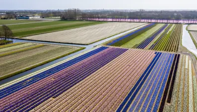 Hollanda'da göz kamaştıran lale bahçeleri bu yıl "sessiz" bir şekilde çiçek açtı