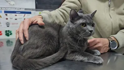 Türkiye'de ilk olabilir: Kediye altından diş yapıldı