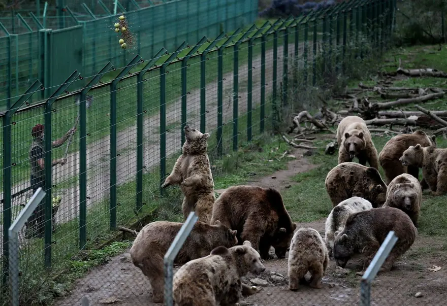 Türkiye'nin tek ayı barınağı Ovakorusu'nun maskotu oldular 30