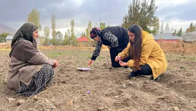 Dünyanın en pahalısı, kilosu 600 bin TL: 6 yıl önce deneme amaçlı ekilmişti