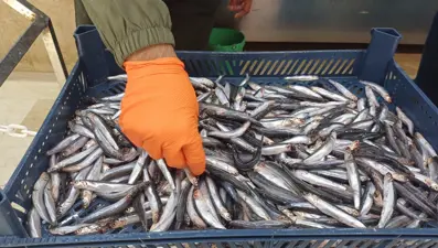 Tezgaha indi, yoğun ilgi görüyor: Kilosu 100 TL ile 200 TL arasında