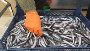 Tezgaha indi, yoğun ilgi görüyor: Kilosu 100 TL ile 200 TL arasında