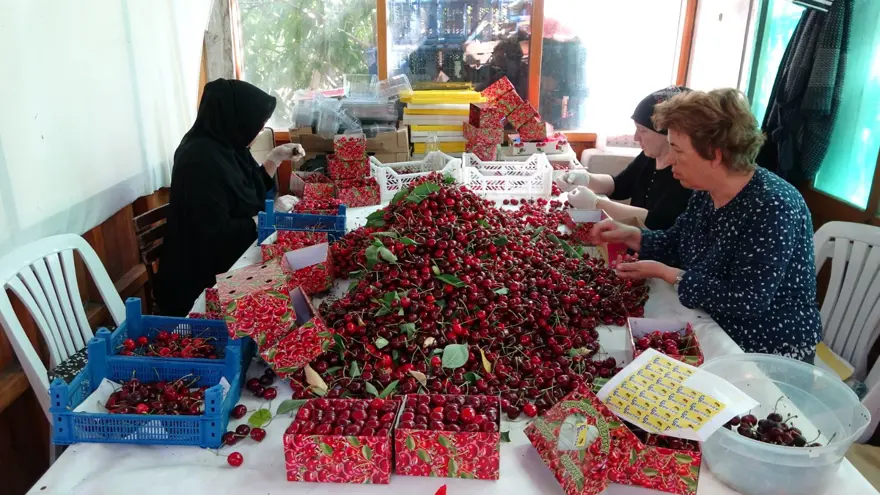 Çay bardağına bile sığmıyor: Hasadı başladı 3