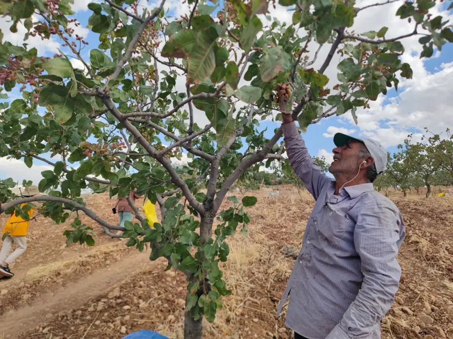 Aşırı sıcaklık ve kuraklık verimi düşürdü: Yanma ve rekolte kaybı var 2