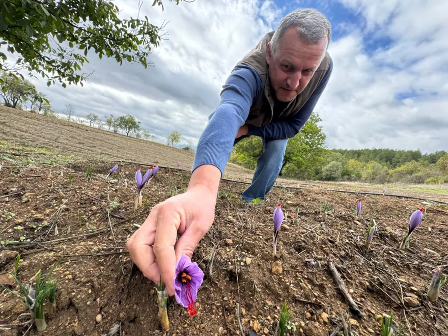 Dünyanın en pahalı baharatı: UNESCO Dünya Mirası Listesi'nde 5 Dünyanın en pahalı baharatı: UNESCO Dünya Mirası Listesi'nde 5