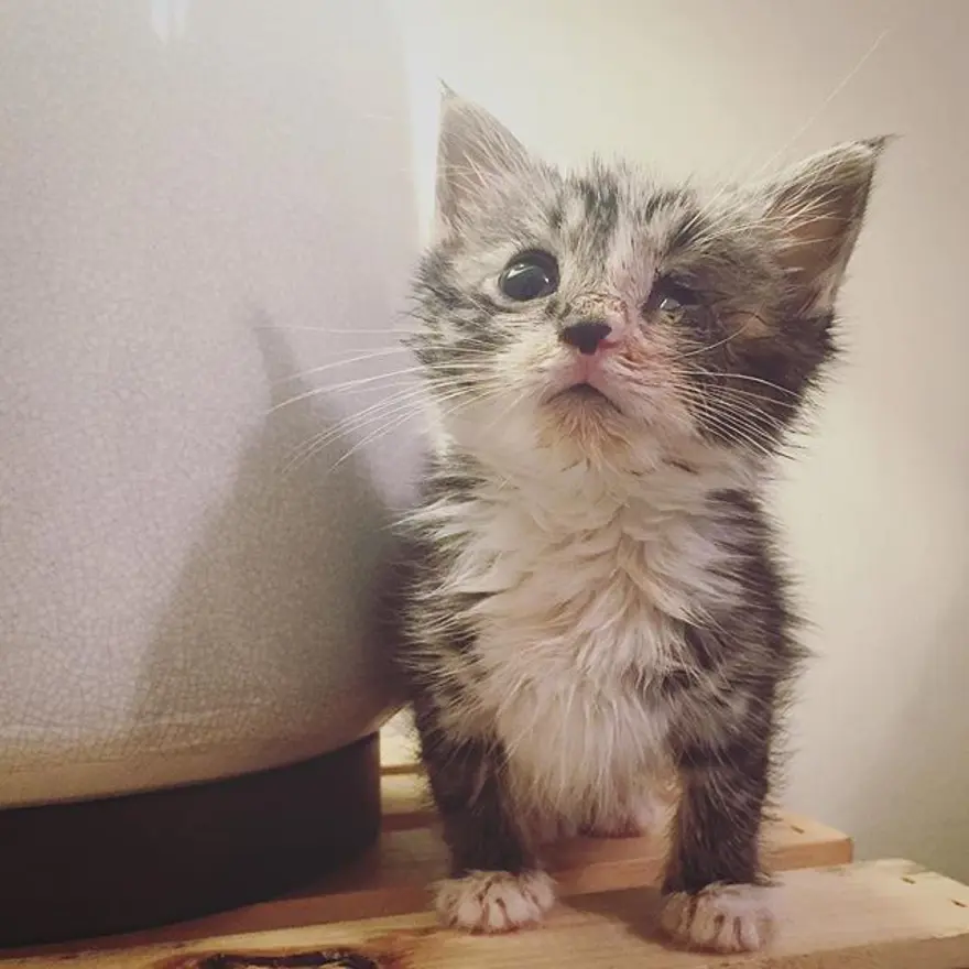 Hayatını kedileri kurtarmaya adadı 325